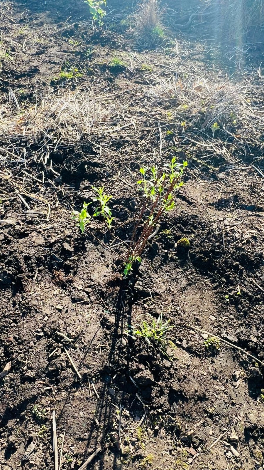 CG participated in a vibrant Holi celebration and took part in the meaningful initiative “Ek Ped Maa Ke Naam'' by planting saplings at Saughton Park.